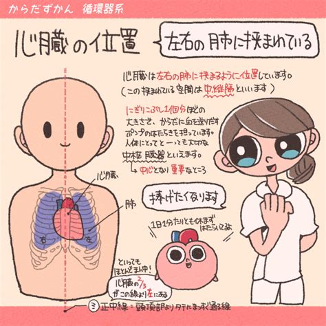 心底 位置|心臓の解剖学的位置 